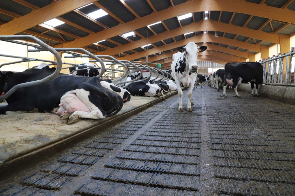 Bâtiment agricole bois avec les caillebotis confortables et sains BOVI-FLEXX