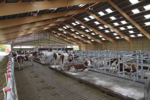 bâtiment bois lamellé collé vaches laitières