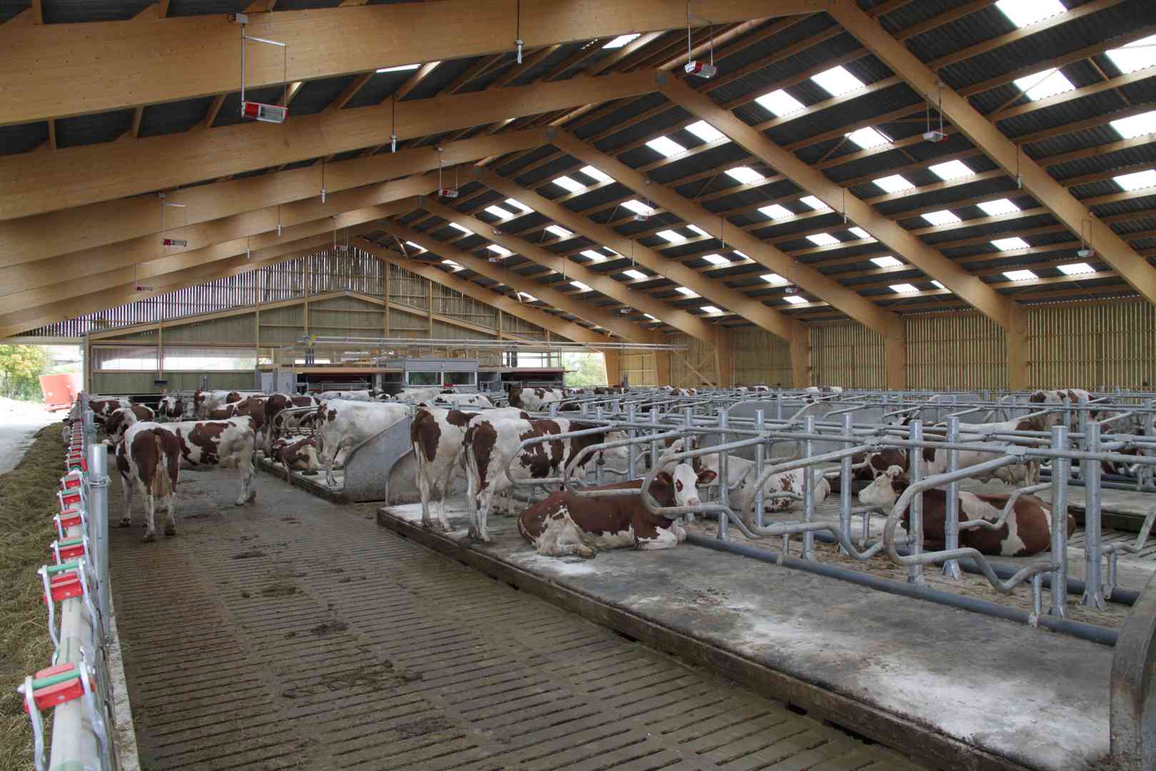 bâtiment bois lamellé collé vaches laitières