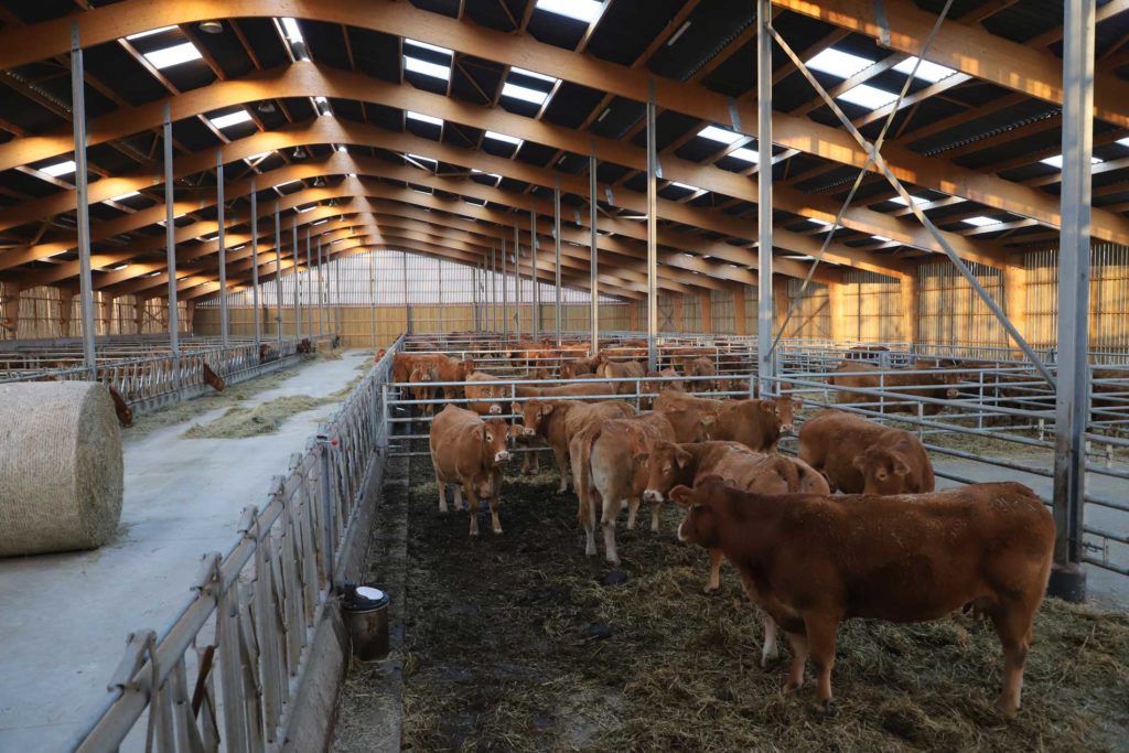 Bâtiment vaches allaitantes avec aire paillée