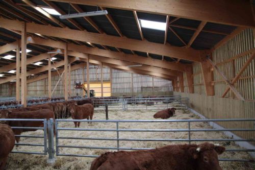 bâtiment vaches allaitantes limousines