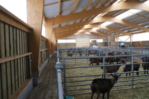 Chèvrerie en bois lamellé collé en Bourgogne