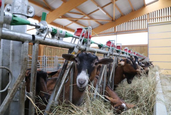 bâtiment chèvres journée portes ouvertes en Bourgogne
