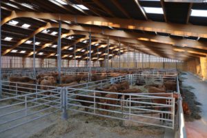 Étable vaches allaitantes - vue sur cases à veaux
