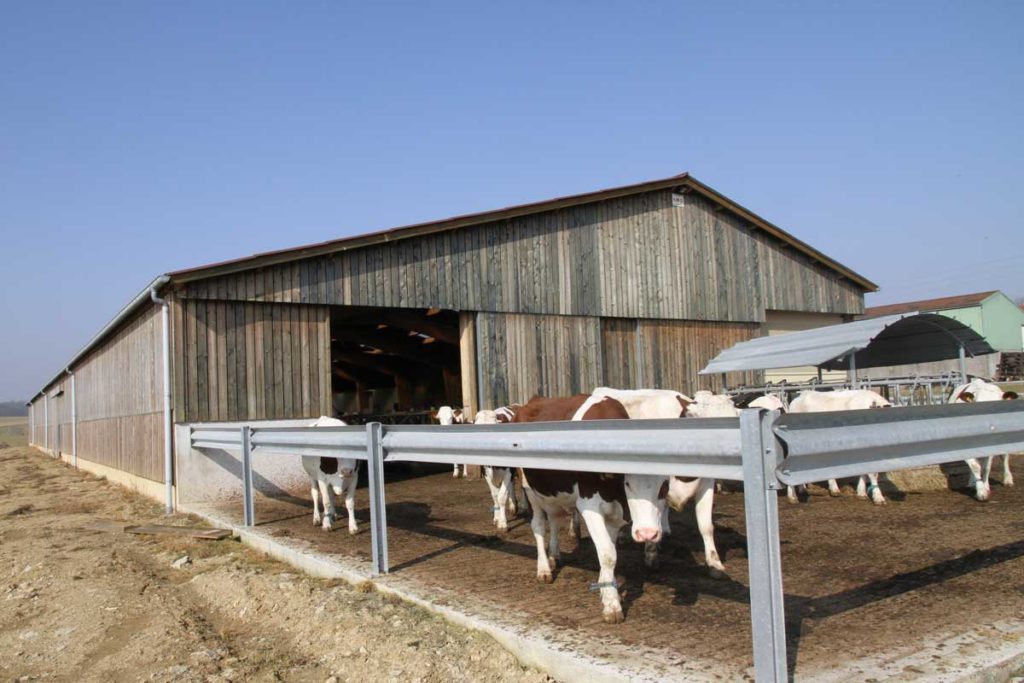 Bâtiment bois vaches laitières