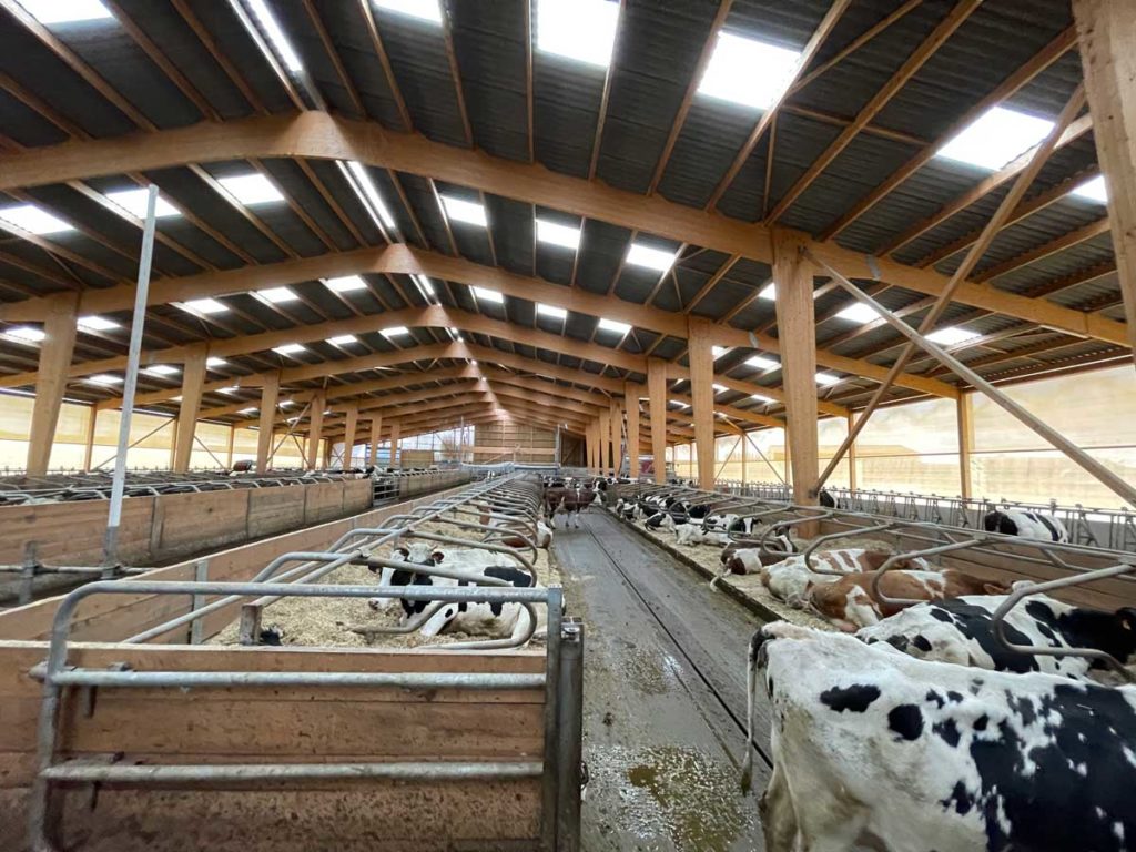 Hangar bois lamellé collé pour vaches laitières