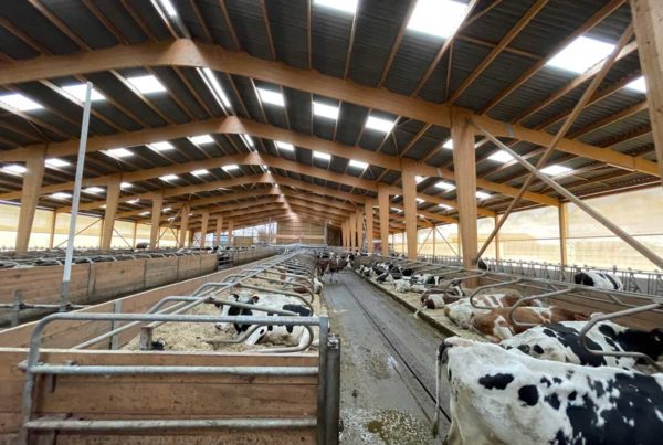 Hangar bois lamellé collé pour vaches laitières