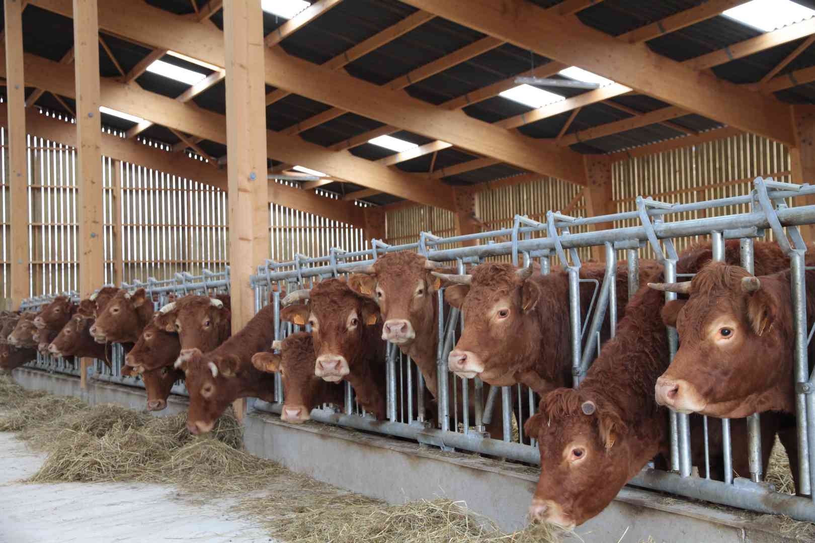 hangar bois lamelle colle vaches allaitantes