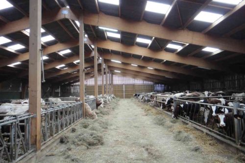 hangar vaches allaitantes