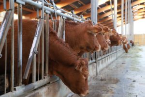 Hangar vaches allaitantes - cornadis et muret d'auge