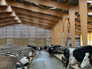 Stabulation vaches laitières en lisier raclé