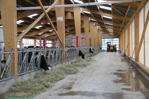 Stabulation vaches laitières en Lorraine