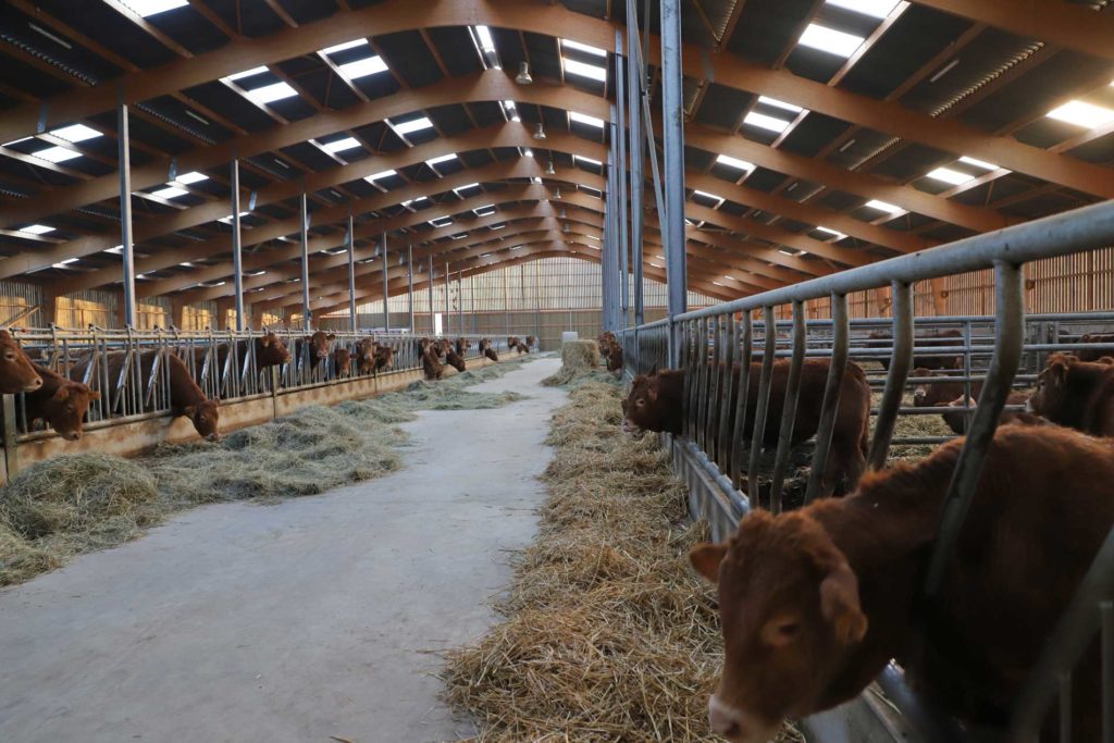 Stabulation vaches allaitantes - couloir d'alimentation