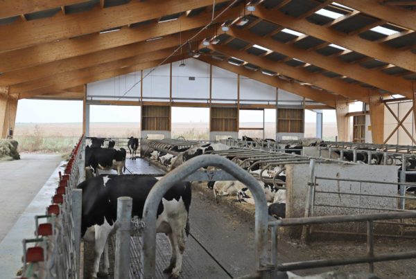 Stabulation vaches laitières en Alsace